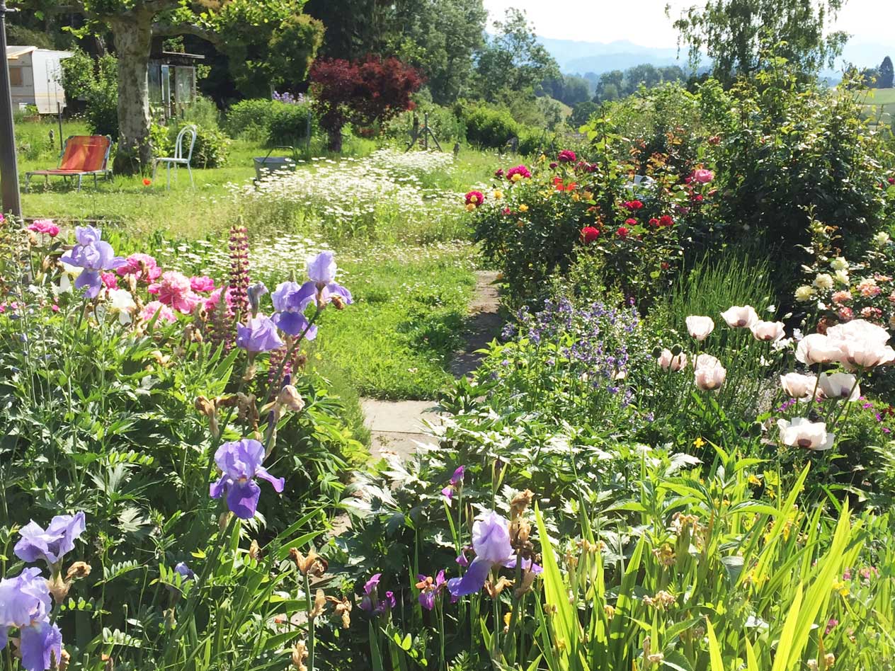 Bilder Wildblumendienst