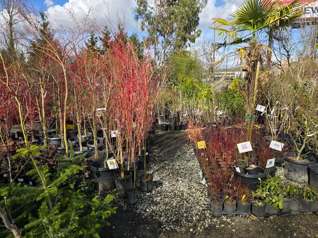 Images Rosso Gardens