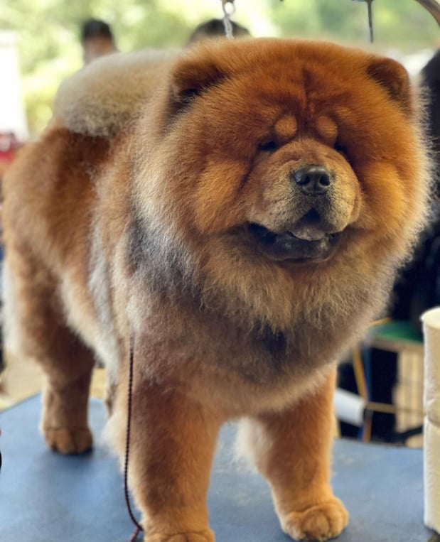 Images San Diego Grooming Academy