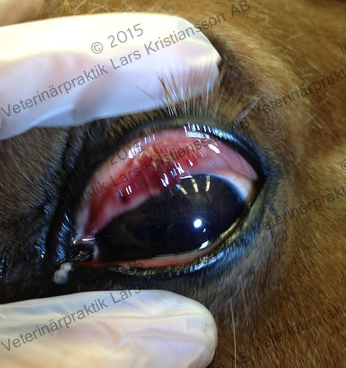 Images Veterinärpraktik Lars Kristiansson AB