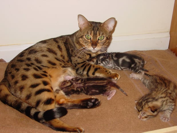 Images Dreamcoats Bengals