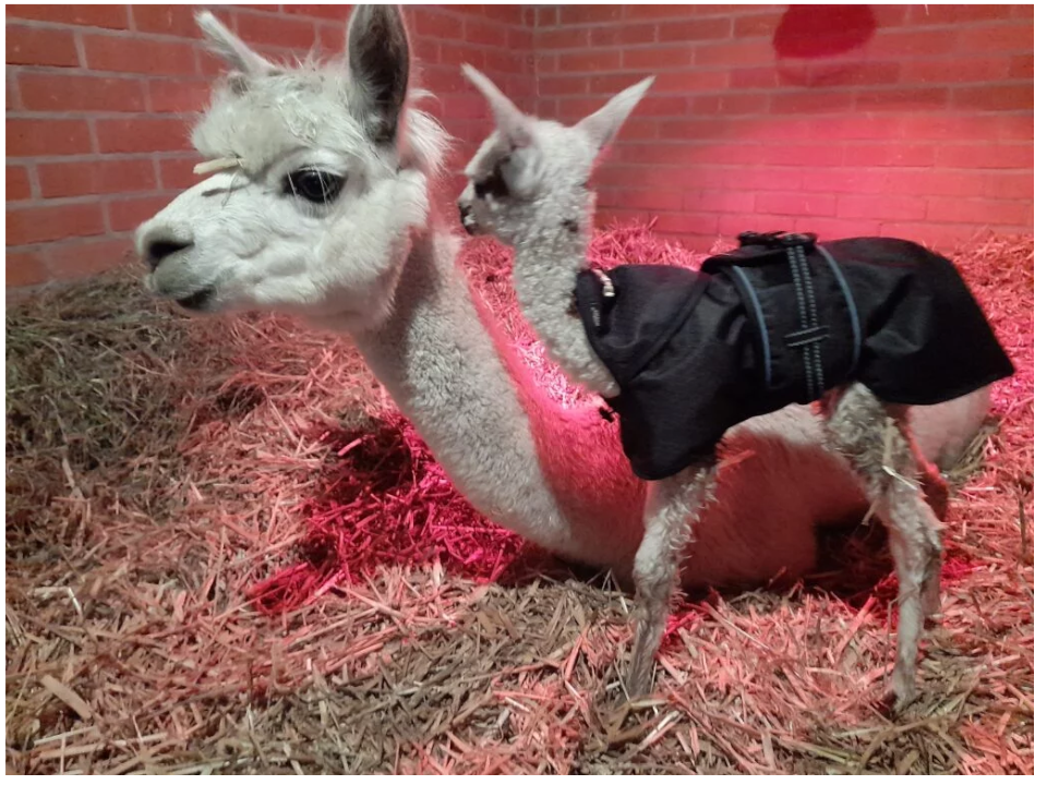 Duchstein Dagmar Tierärztin mobile Tierarztpraxis, Waldstr. 62 in Gandesbergen