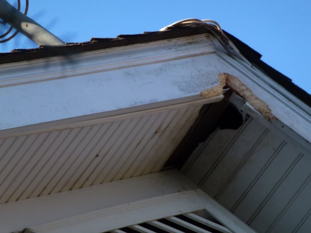 Images Loves Wildlife Removal and Pest Control