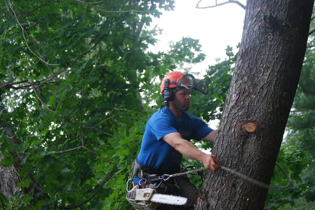 Images Colonial Tree Service