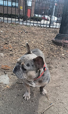 Images Downtown Brooklyn Pet Care