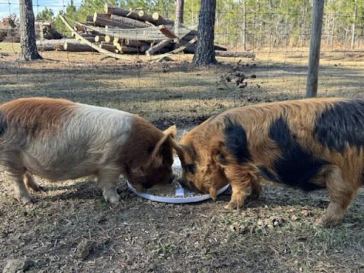 Images Cedar Acres Kunekune Farm