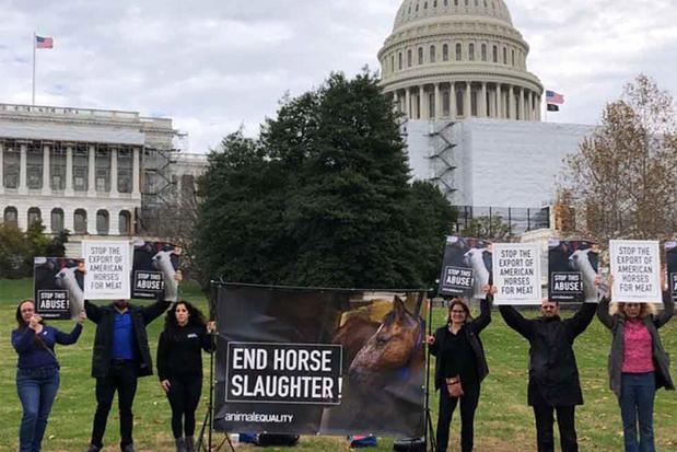 Images Animal Equality