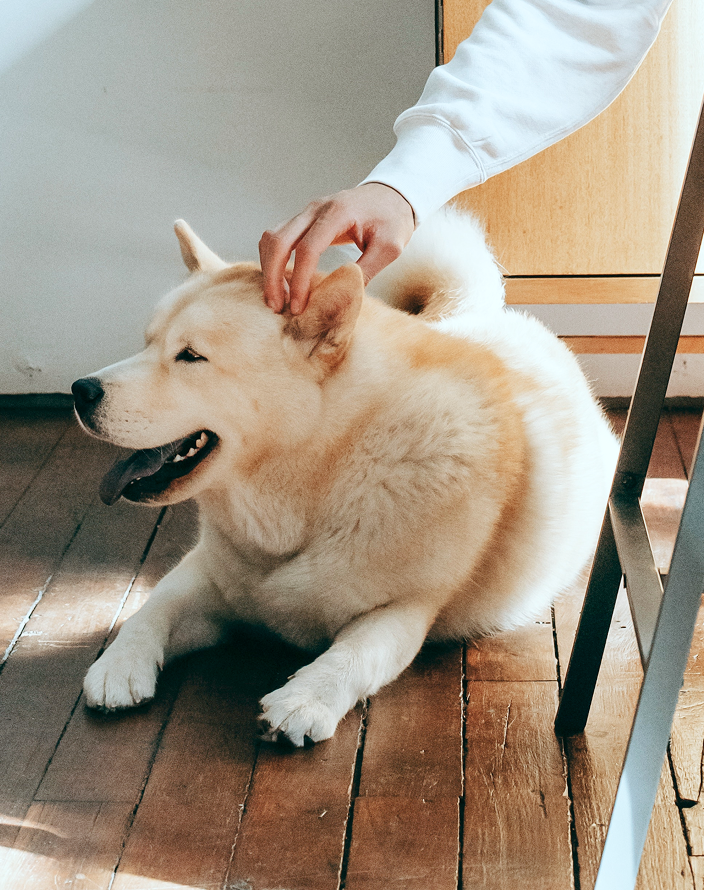An owner petting their dog.
