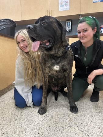Images VCA All Pet Animal Hospital/Taylorsville
