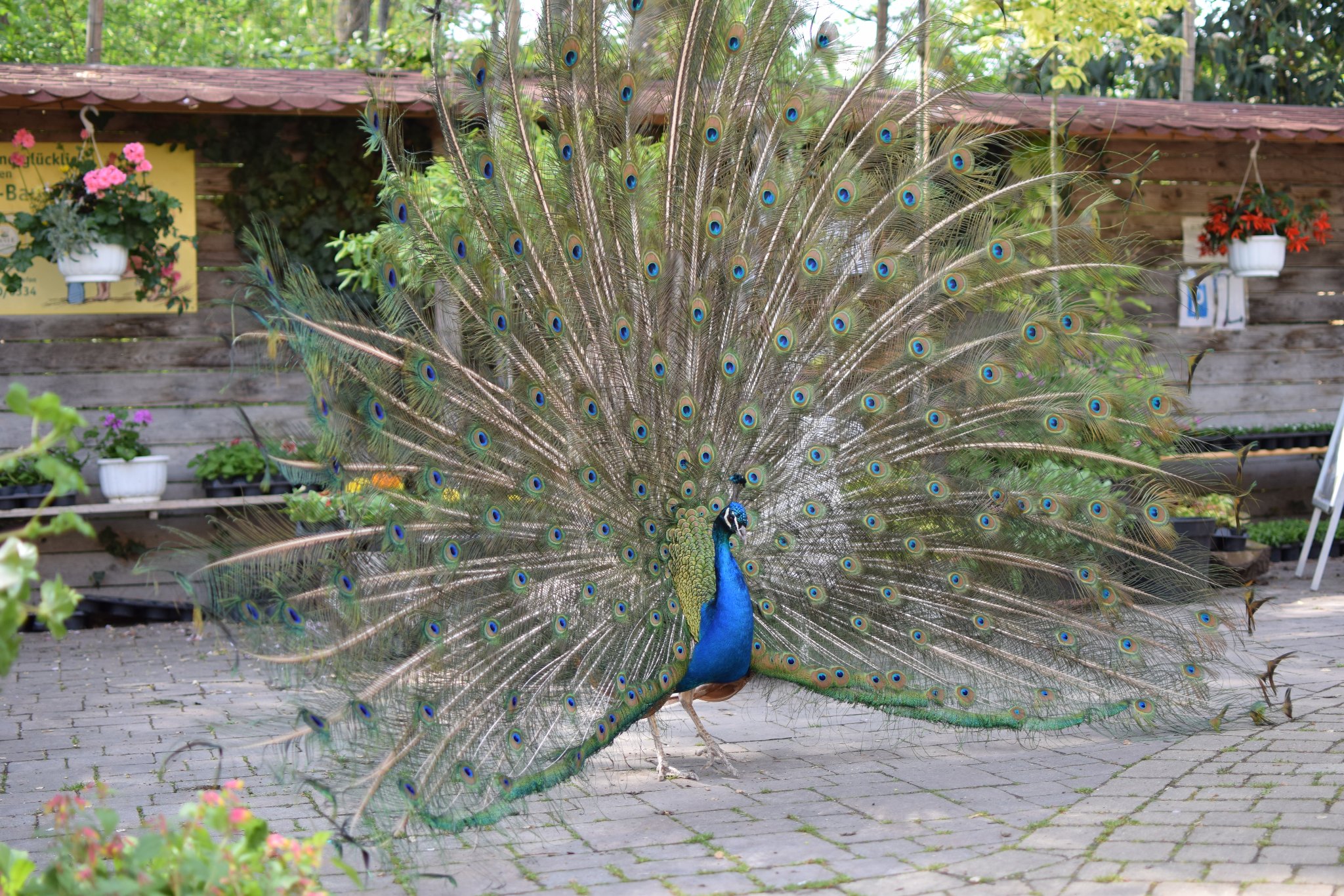 Bild 4 von Gartengestaltung STEURER