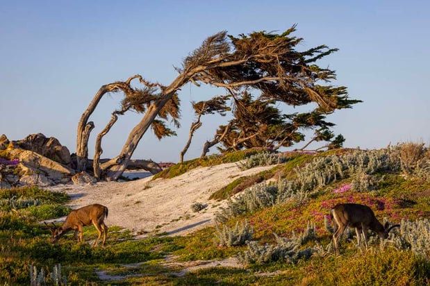 Images Home2 Suites by Hilton at the Dunes on Monterey Bay