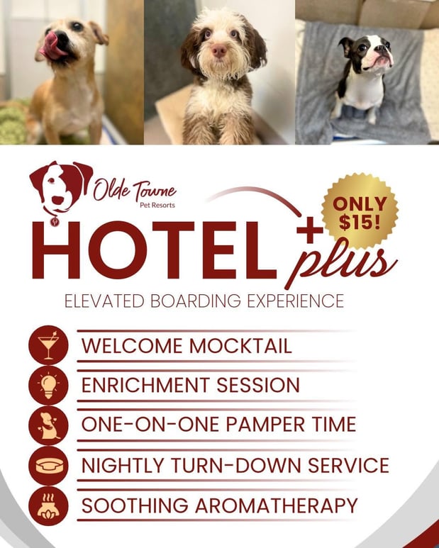 Images Olde Towne Pet Resort