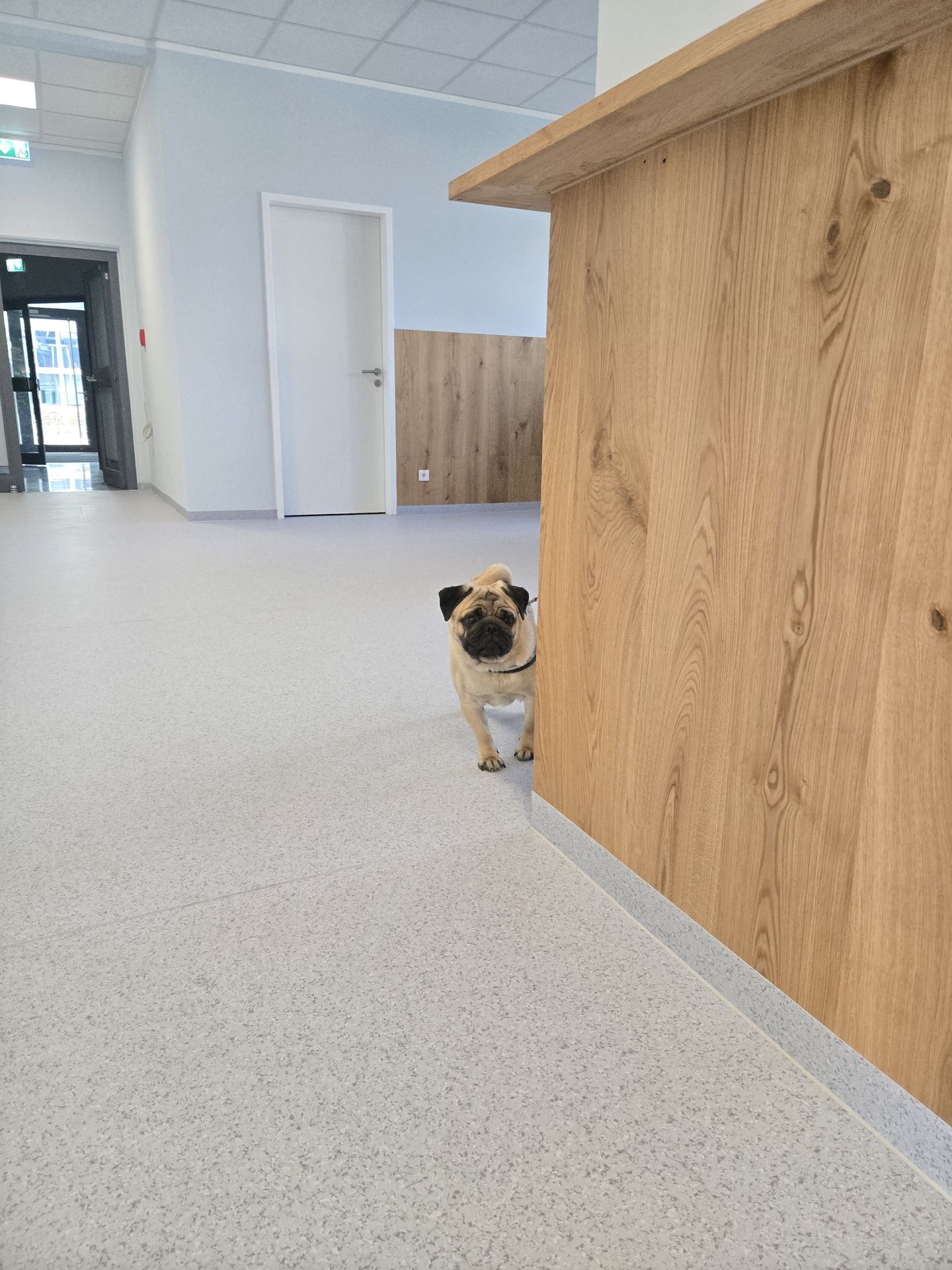 Dr.med.vet. Andre Synilo Tierärztliche Praxis, Dornacher Str. 3 in Feldkirchen