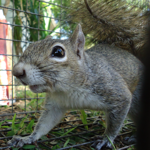 Animal Rangers, Inc. professional wildlife removal specialists provide services to  get rid of squirrels in the attic in Florida.