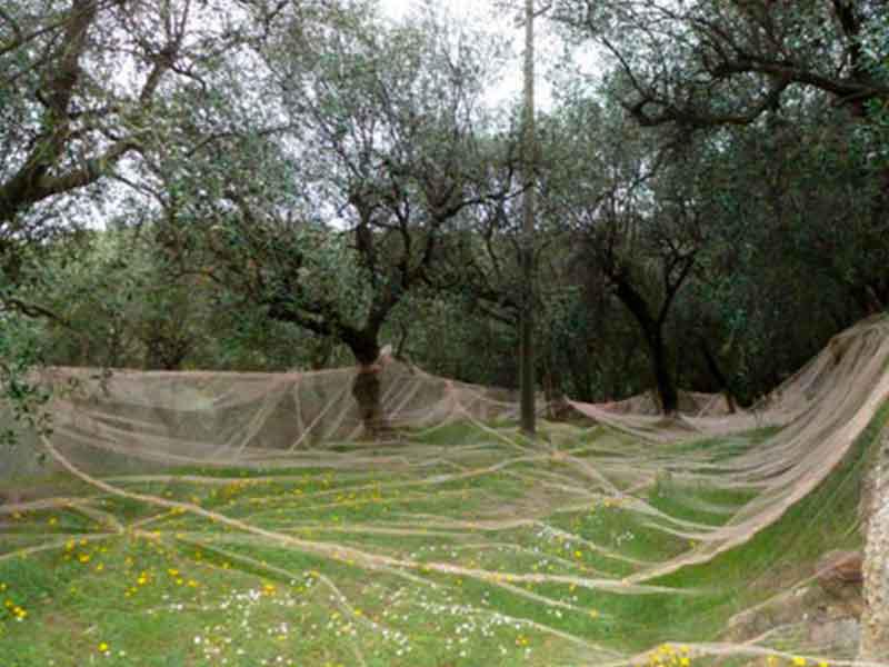 Images Agrifutura srl