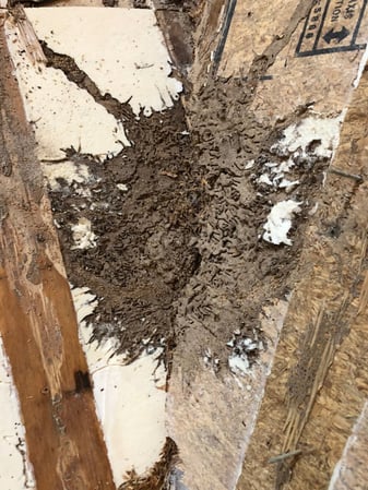 Images Charleston Termite Repair Specialists