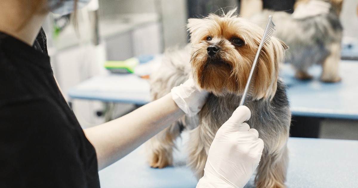 Splash and Dash Groomerie & Boutique Image