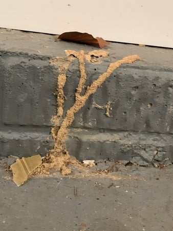 Images Precision Pest Control LLC