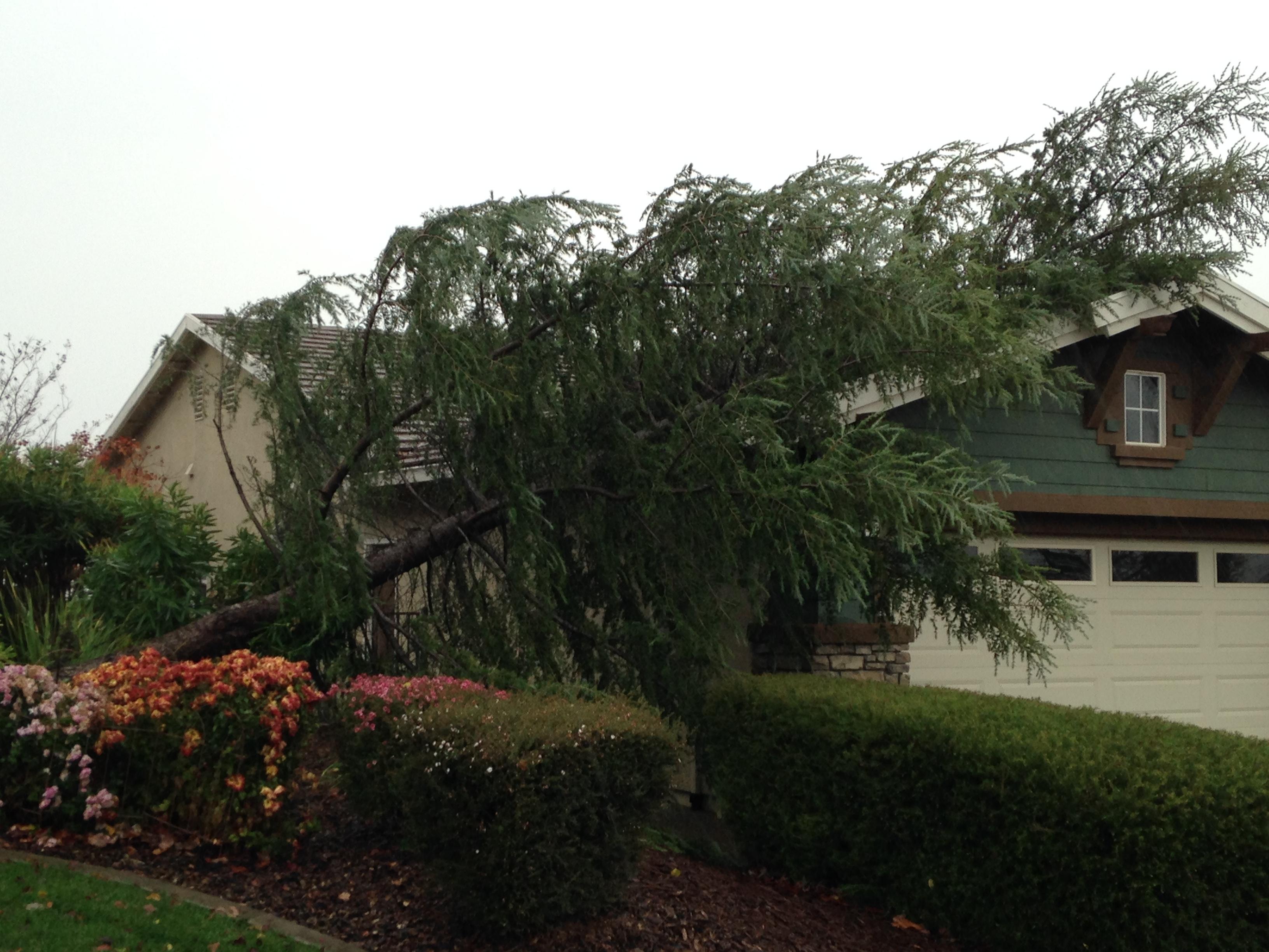 The Urban Arborist