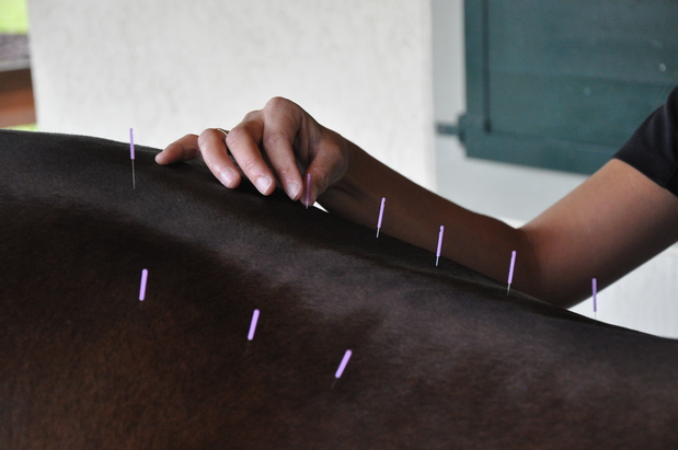 Images Palm Beach Equine Clinic