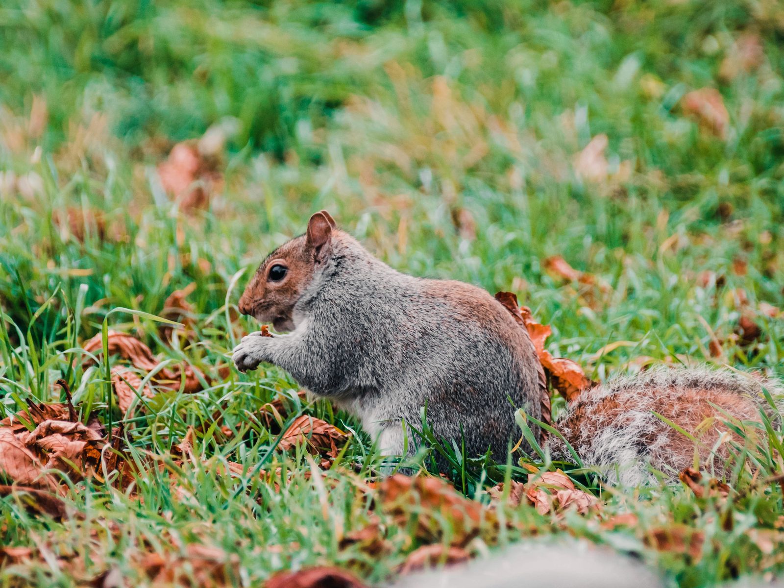 Trapperz Wildlife Removal