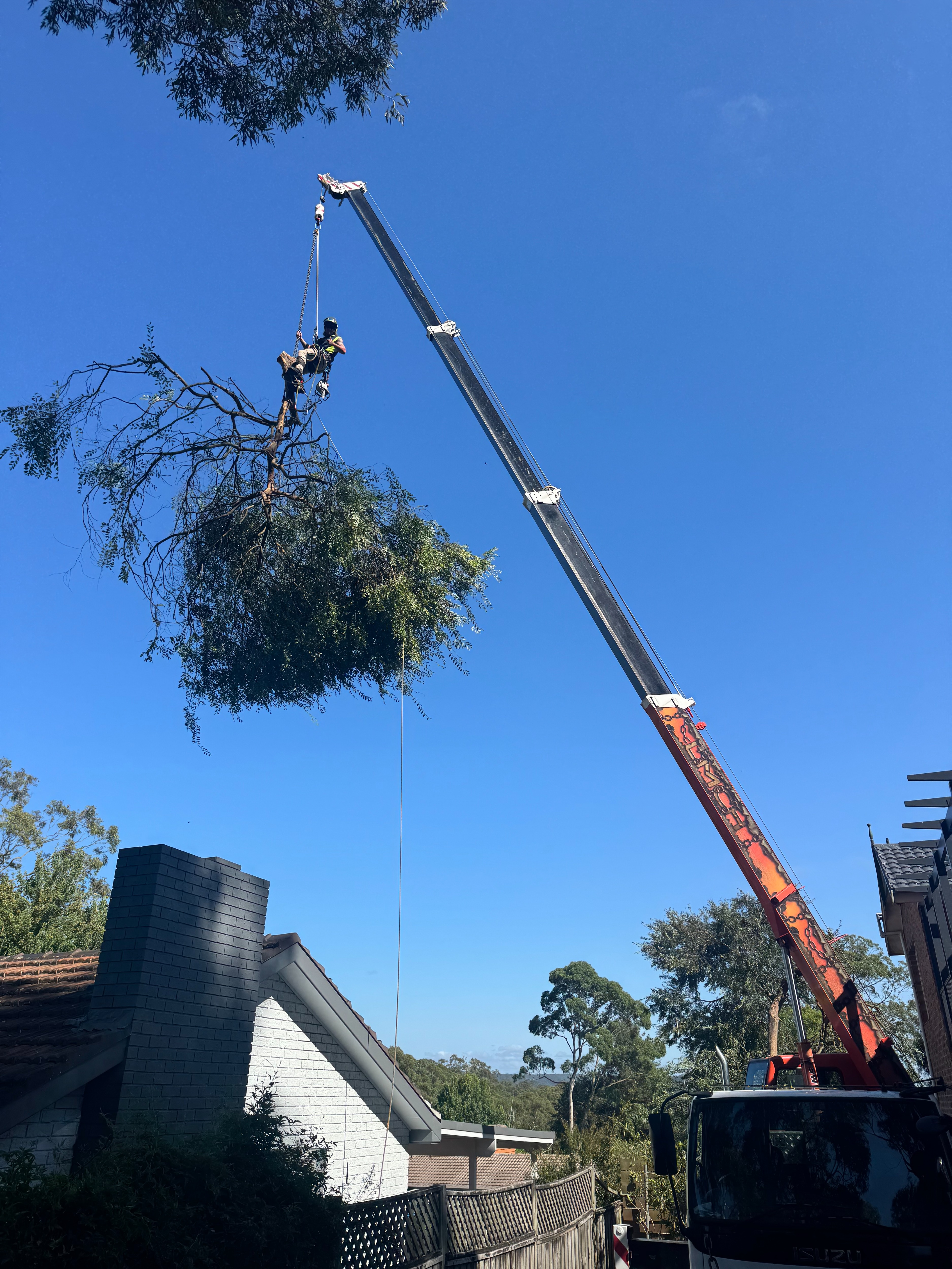 Images Central Coast Tree Removal