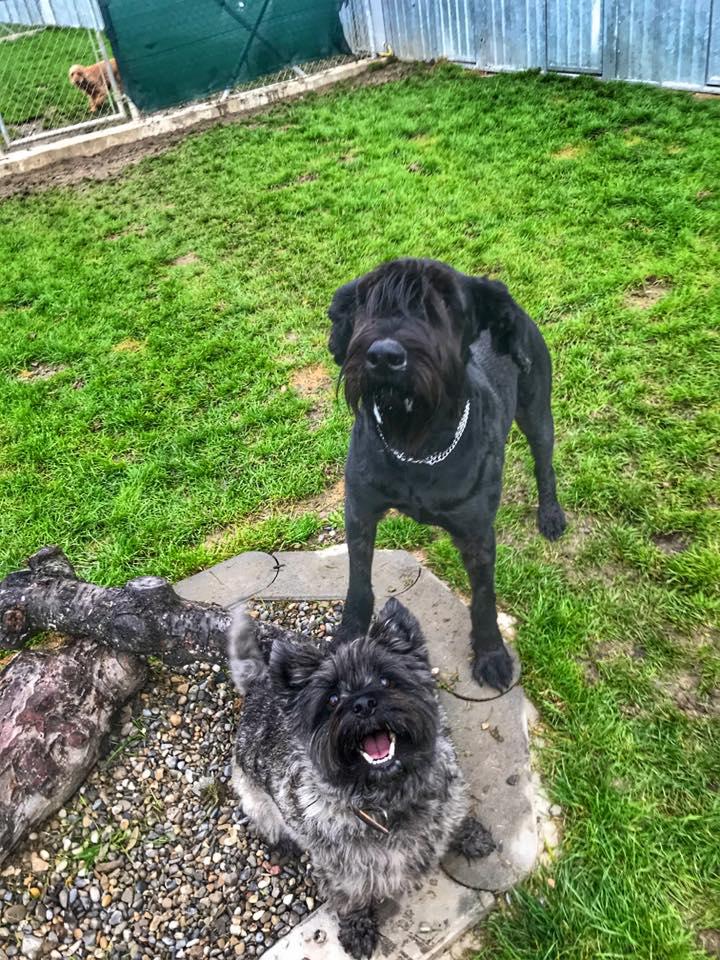 Tierhotel 5 Stern, Grienackerweg 3 in Niedergösgen