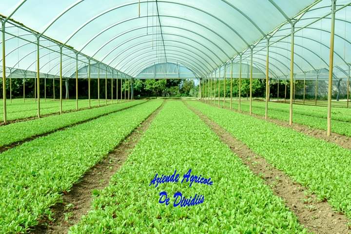 Images Aziende Agricole De Divitiis