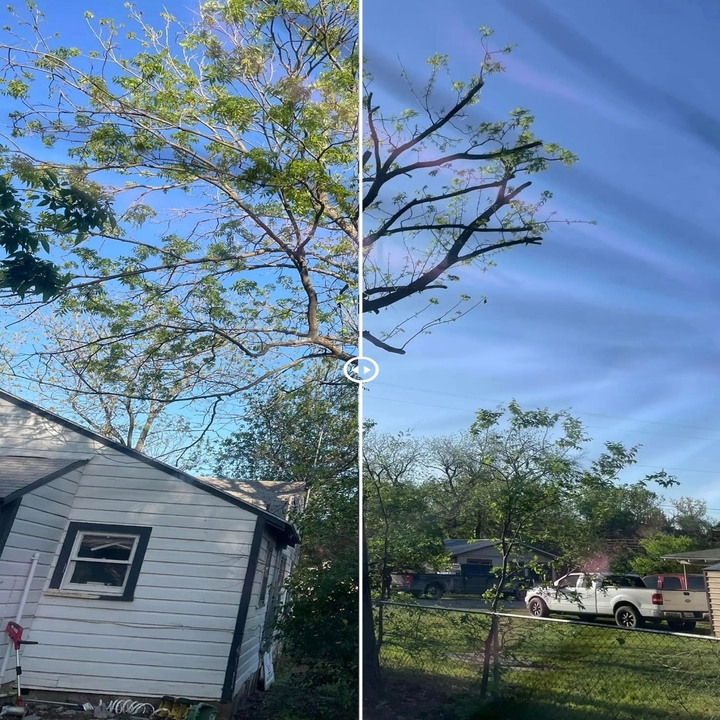 Images Cody's Tree Services