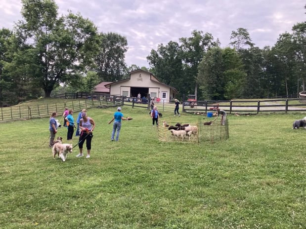 Images New York State Canine Expo
