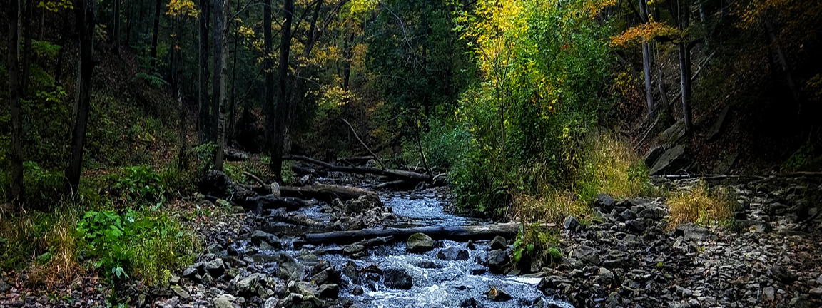 A stream running through a forest.