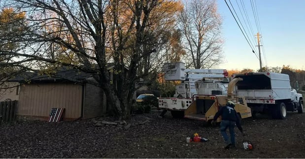 Images McKay Tree Service