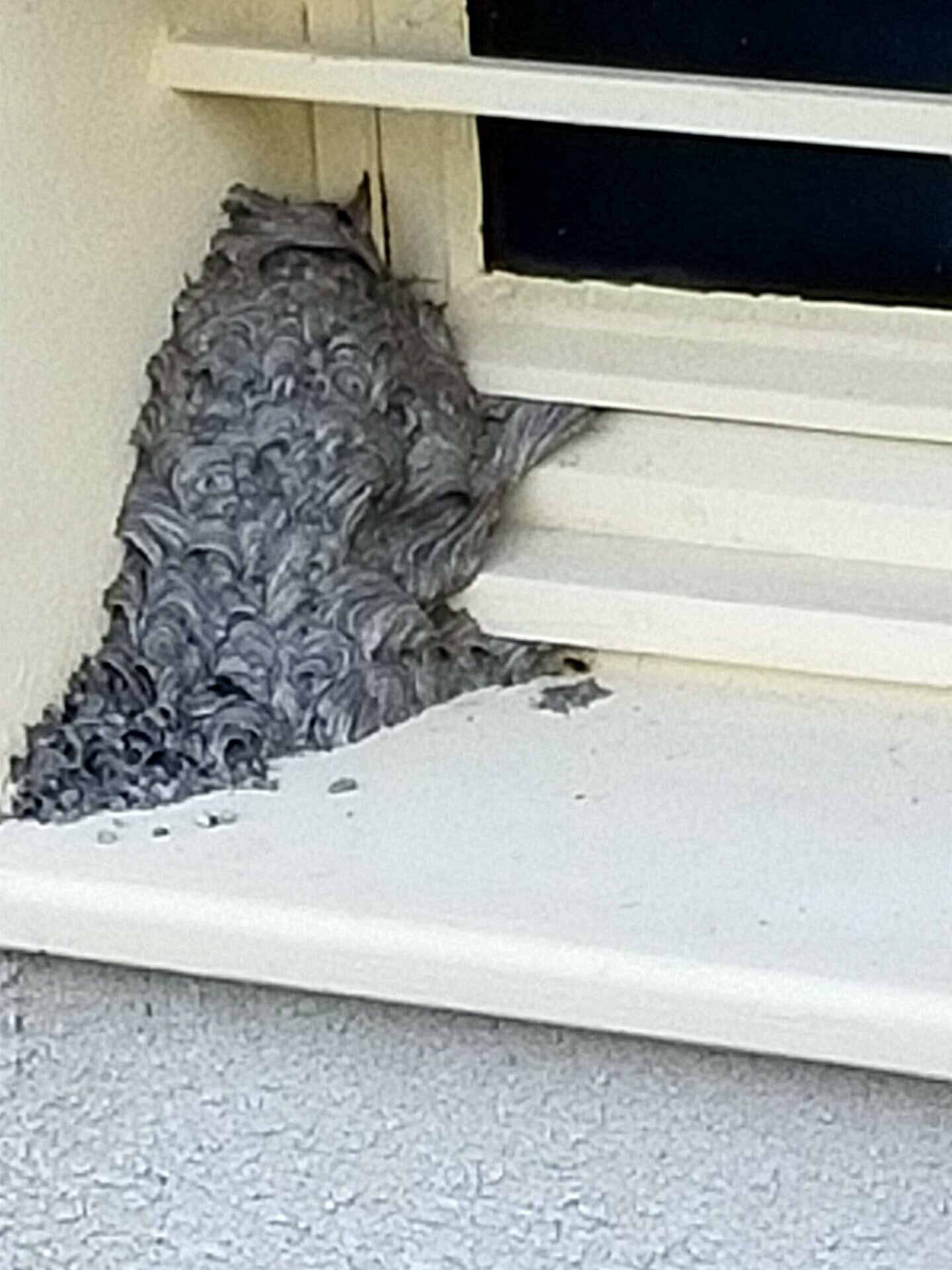 Images CLG Nuisibles-Guêpes-Frelons