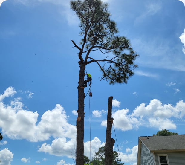Images Carolina Tree Experts