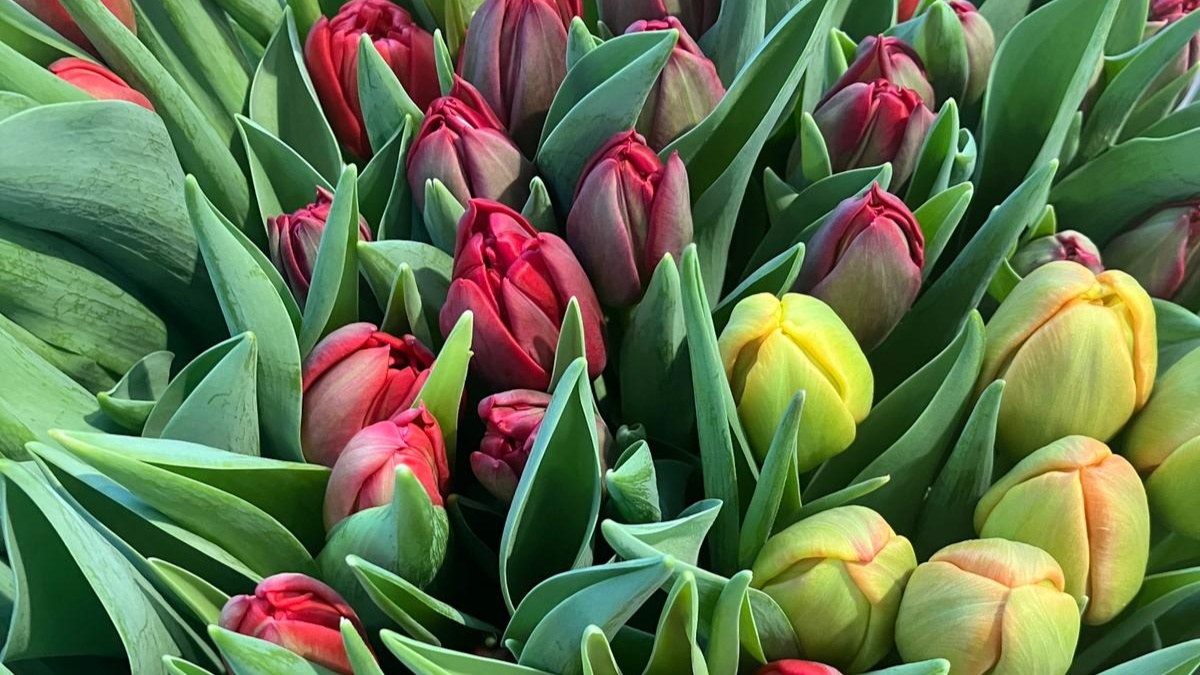 Gärtnerei Ludescher GmbH, Riedle 10 in Klaus