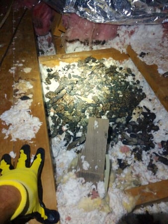 Images Omega Animal Removal Dallas