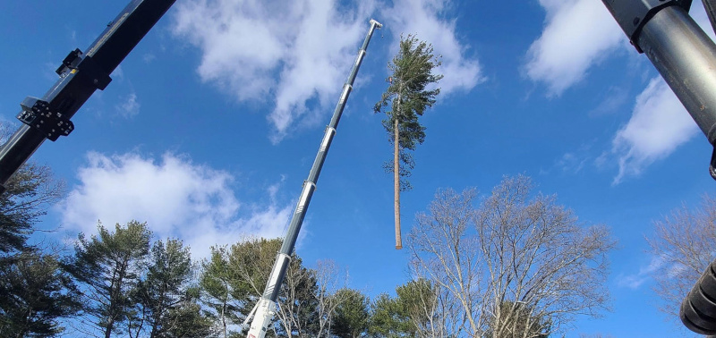 Martel Crane Service & Tree Removal Image