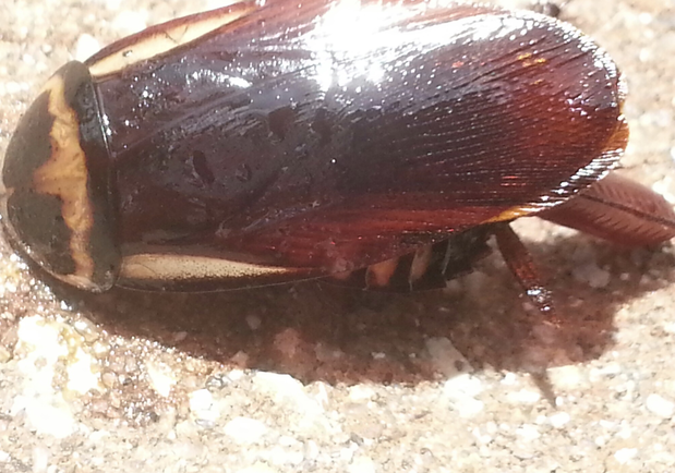 Images Pest Control of Naples