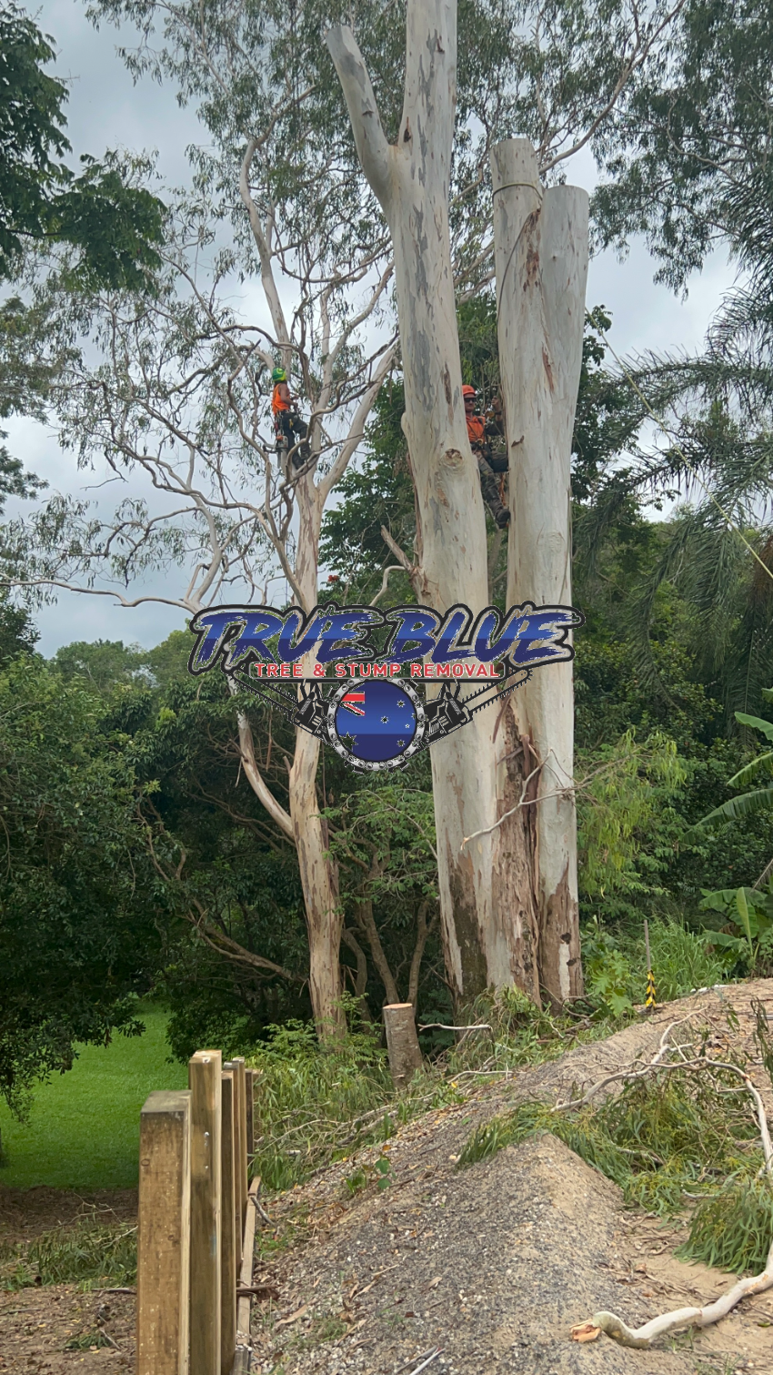 Tree Removal Mooloolah True Blue Tree and Stump Removal Glass House Mountains 0475 069 375