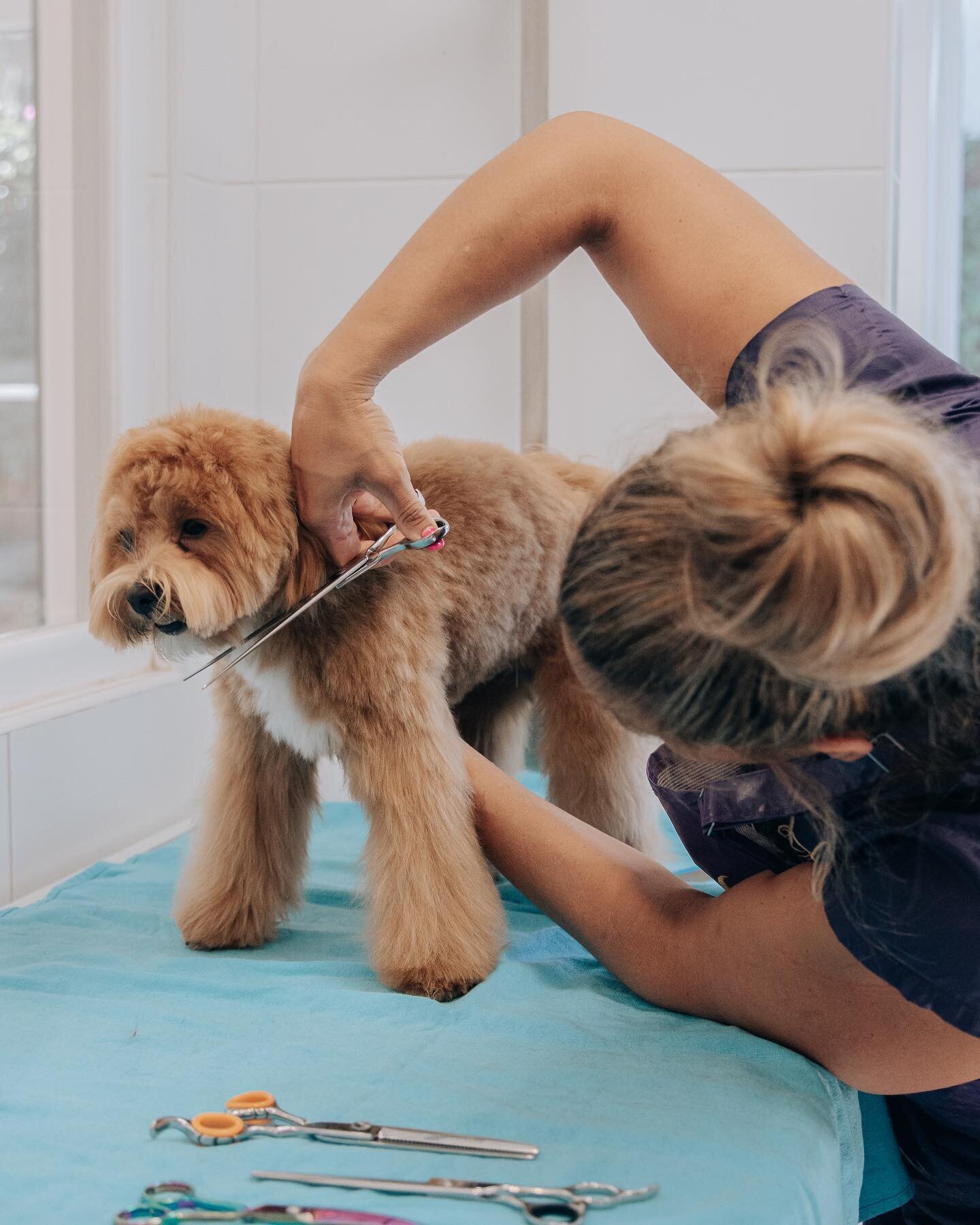 Images The Black Poodle Groom & Care S.L.