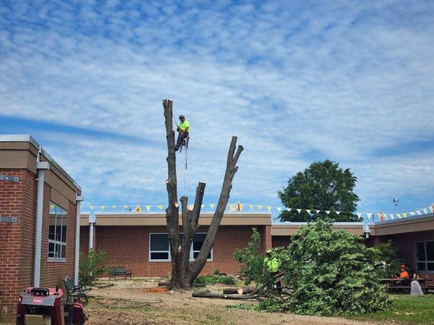 Images Out On A Limb Tree Care, Inc.