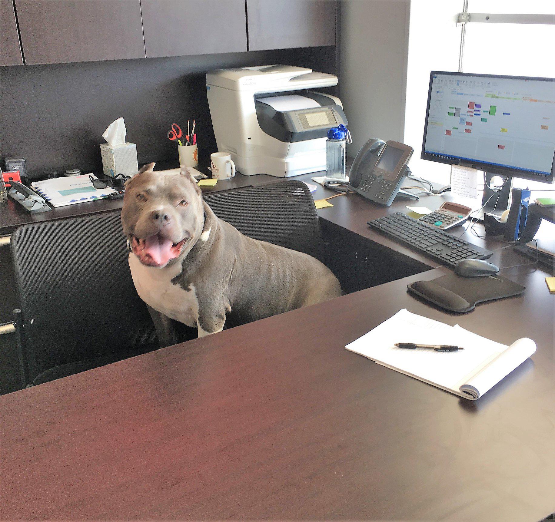 Newest member of the team at David Tremblay state farm insurance agent's office, Hippo the dog