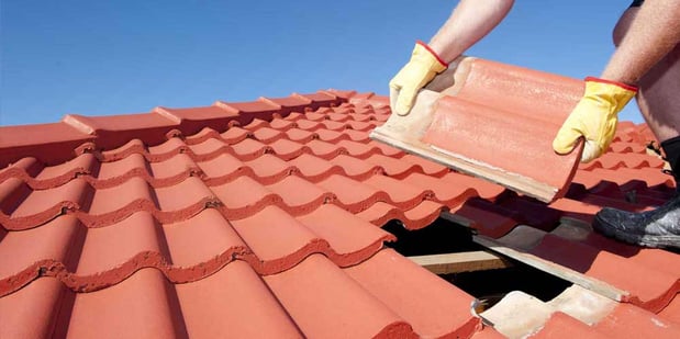 Images Roof Shark