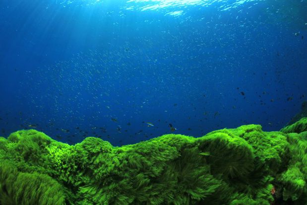 Images OCD Reefs