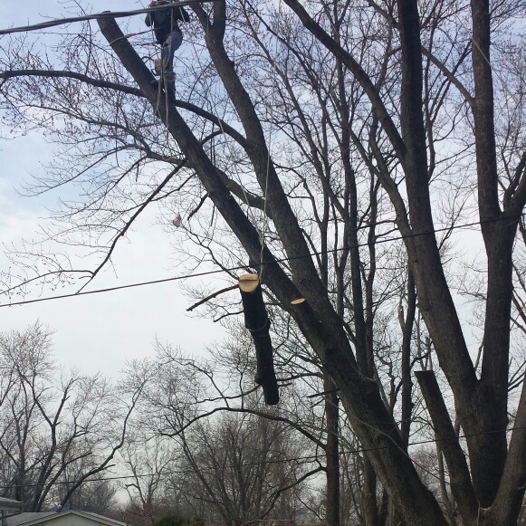 Images Ed's Tree Service