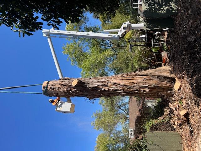 Images Haman Landscape and Tree Service