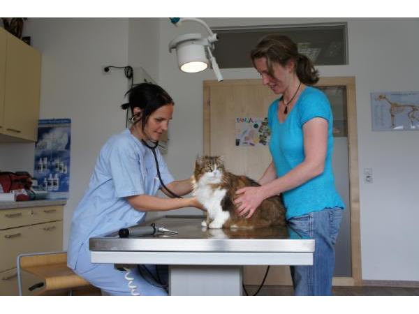 Bilder Tierarztpraxis Isser