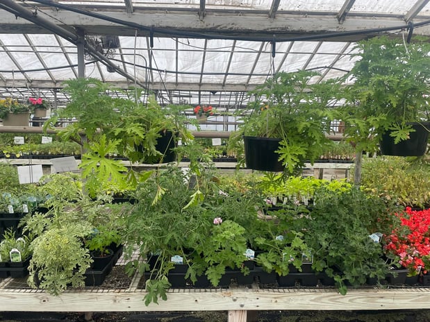 Images Puritas Nursery & Garden Center
