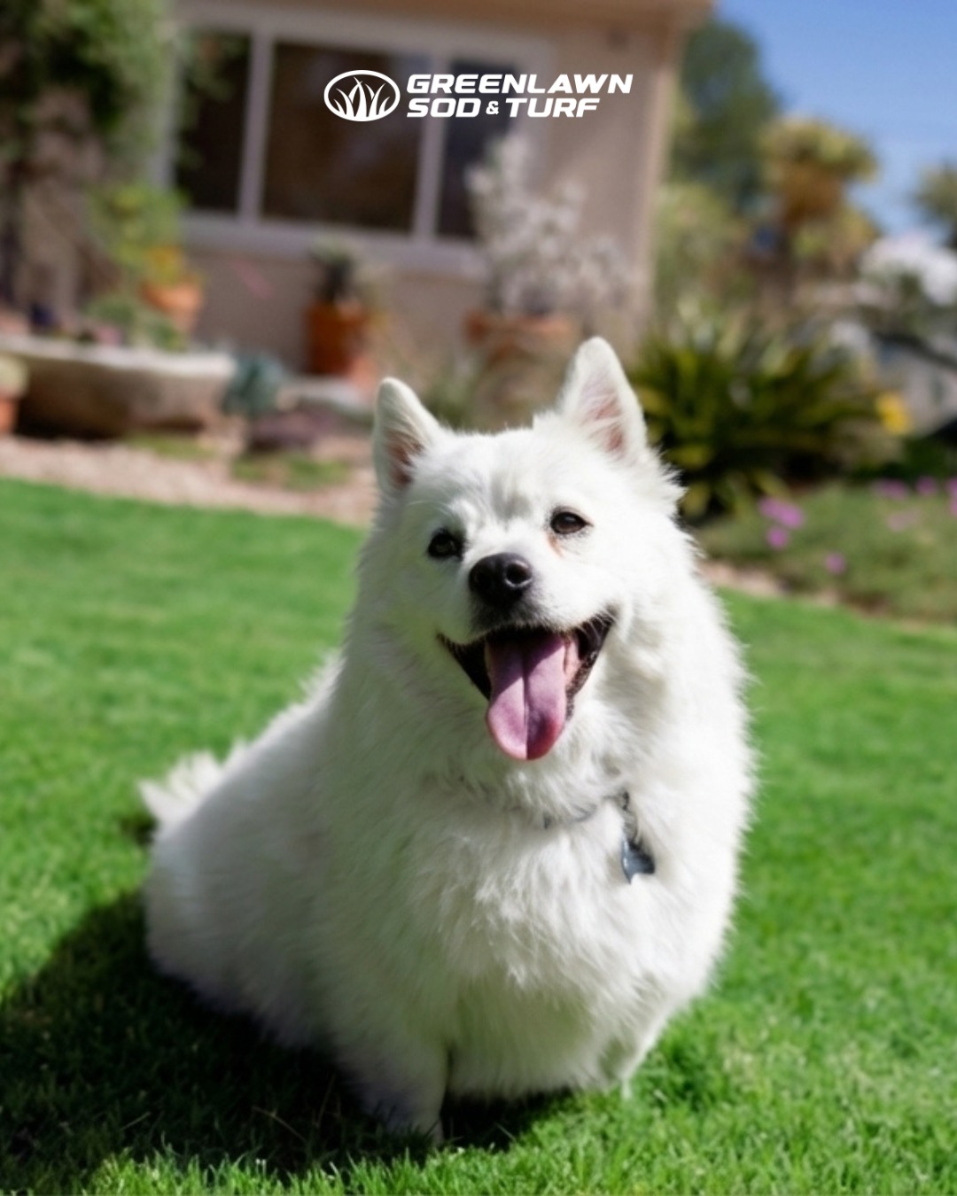 Tired of muddy paws?
For homeowners dealing with worn-out yards or constant mud, turf creates a cleaner, more usable space.
If you’re planning a pet-friendly upgrade this season, it starts with choosing the right system.
Learn more about turf options for your space.