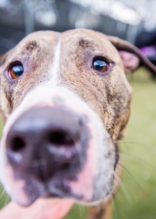 Images The Humane Society of Charlotte